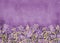 Shabby violet background with abstract flowers on the hill.