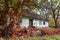 Shabby and worn old country house, yard with ivy vine growing on trees and ground, desolation