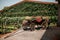 SHABO, UKRAINE - JUNE 29, 2021: Shabo winery garden with different grape varieties. Wine Company is a Ukrainian winemaking complex