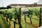 SHABO, UKRAINE - JUNE 29, 2021: Shabo winery garden with different grape varieties. Wine Company is a Ukrainian winemaking complex