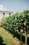 SHABO, UKRAINE - JUNE 29, 2021: Shabo winery garden with different grape varieties. Wine Company is a Ukrainian winemaking complex
