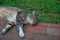 Shaby dirty homeless grey tabby cat laying in the street