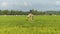 Shack in the middle of rice fields