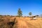 Shack in parched rice field