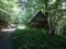 Shack in a pine forest. View of a shack in a forest in summer. Slender trunks of pine trees around a house in the forest