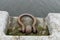 Shackles for ship attachment on the shore, pier