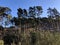 Shacks, trees and sky at Woburn Center Parcs