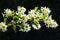 Shadberry, or Amelanchier flowers in springtime against black background