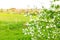 Shadberry bush with white flowers on branches against blurred sunset evening natural background springtime