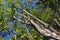 Shadberry tree with leaves from below against the sky