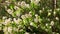 Shadberry white flowers, spring blossom, green leaves, beautiful tree in a garden close up, video