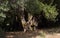 Shade beneath a large old and gnarled olive tree