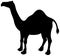 A shade of dromedary