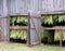 Shade Tobacco Drying in Barn