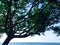 Shade Tree Of Hibiscus Tiliaceus Beach Plant