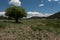 Shade tree at Quemado Lake, N.M