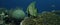 Shaded Batfish Platax Pinnatus, Swimming over a Coral Reef