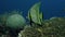 Shaded Batfish Platax Pinnatus, Swimming over a Coral Reef