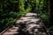 Shaded boardwalk path along Trail of Cedars to Avalanche Lake in Glacier National Park, Montana, USA.