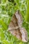 Shaded broad-bar Moth