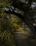 Shaded cobblestone sidewalk lined with trees and grasses at a suburb