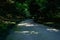 Shaded curving road in woods of sunny summer afternoon