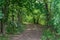 Shaded dirt path in the woods lined with different trees