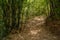 Shaded footpath in bamboo on late spring day