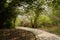 Shaded footway in woods of sunny spring