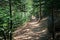 Shaded Forest path