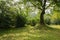 Shaded grassy lawn under aged tree on sunny day