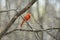 Shaded Male Cardinal Perching On Branch