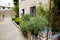 Shaded, narrow street with flowers in pots and a cat on the sidewalk.