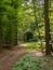 Shaded path through the beechwood forest and sunbeams