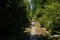 Shaded path in plants and trees of sunny summer afternoon