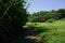 Shaded path in weeds on sunny summer day