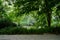 Shaded path in woods of sunny summer