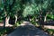 Shaded Pathway lined with Trees at Cyber Park in Marrakesh Morocco