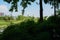 Shaded riverside plants with city in background on sunny summer