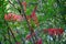 Shaded Scarlet And Green Foliage