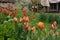 Shaded tulip and flower garden on country front lawn in springtime