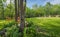 Shaded tulip garden front lawn, prepared for a simple country wedding.