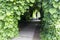 Shaded tunnel of climbing plants of an aristolochia, at the end of which there is a female silhouette