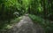 Shaded Upland Forest Trail