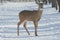 Shaded Whitetail Deer On Winter Trail