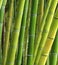 Shades of bamboo