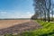 Shades from bare trees on a corn stubble field