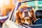 With shades on, a joyful dog watches the road from the car\\\'s window during the ride