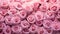shades pink background rose