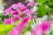 Shades of pink of flowers of dianthus plumarius ornamental plant